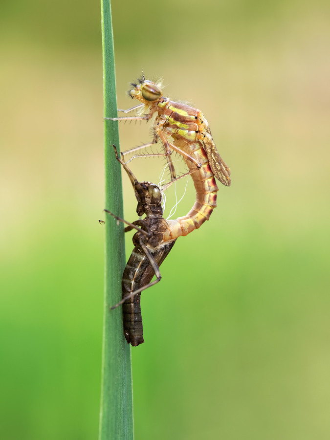 Large Red Damselfly emerging